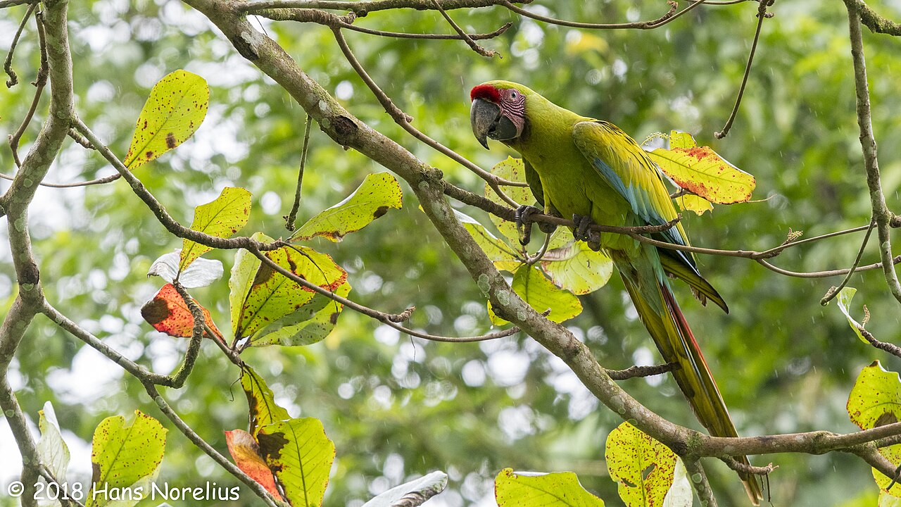 A Great Green Macaw perched among almendro leaves in Costa Rica