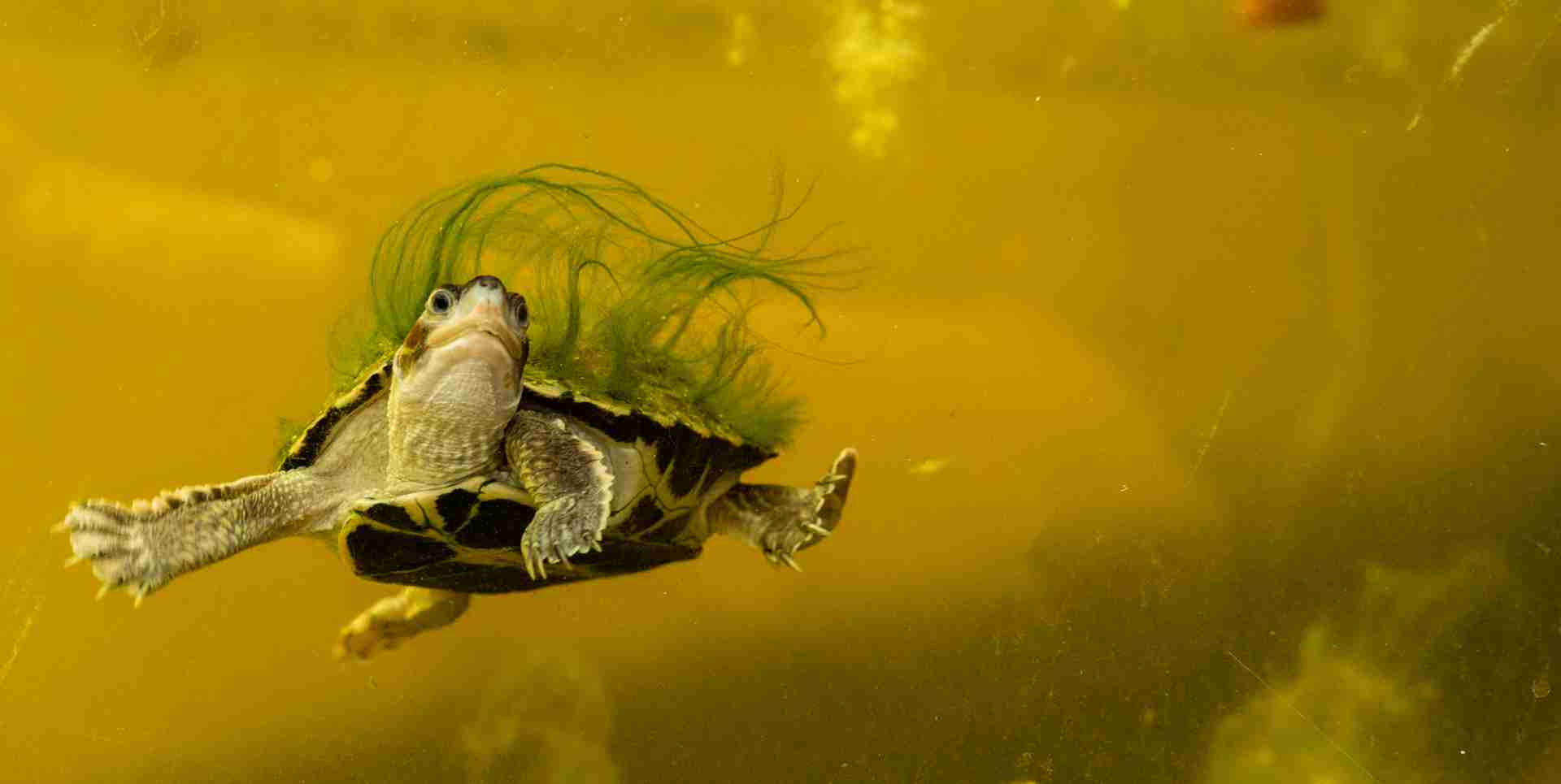 A turtle swimming with algae trailing from its shell