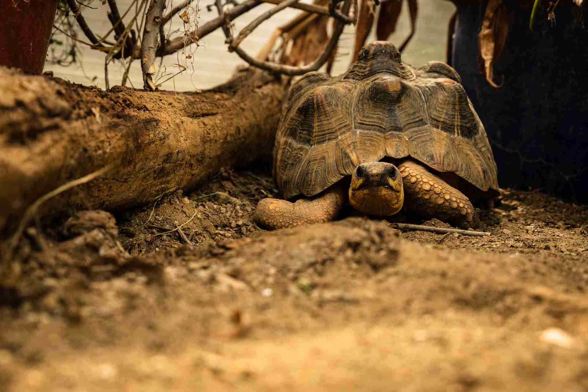 An endangered tortoise resting under a fallen branch at Turtle Island