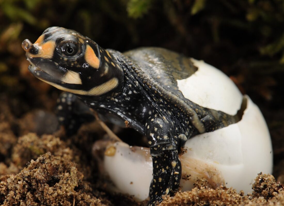 A young Indian peacock softshell turtle cared for by Turtle Island